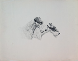 Antique dog photogravure